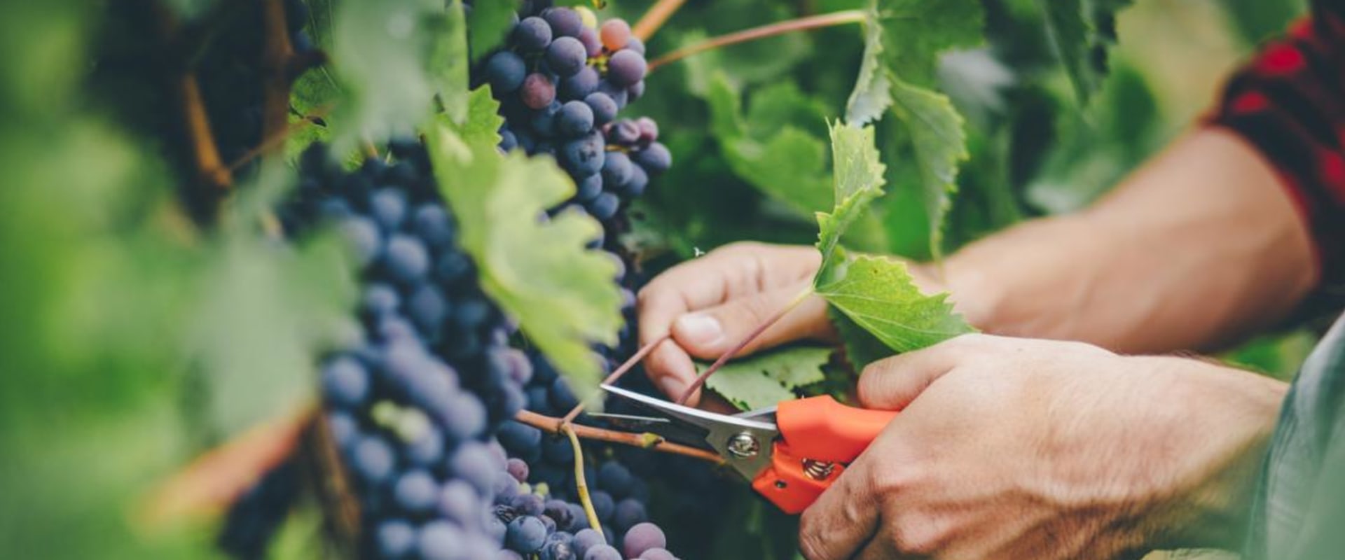 Are grapes good for lung health?