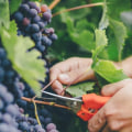 Are grapes good for lung health?