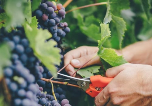Are grapes good for lung health?